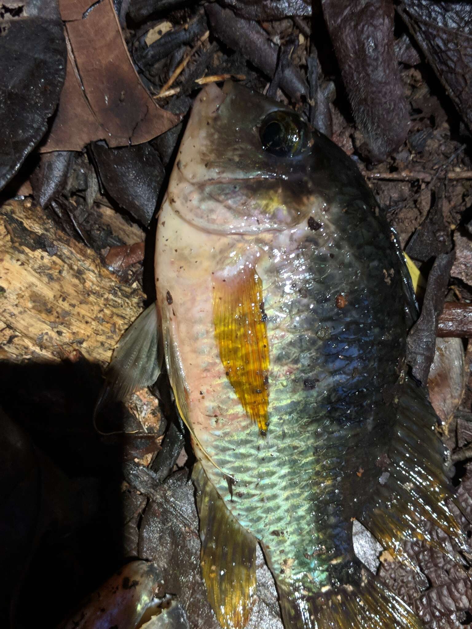 Image of Saddle cichlid