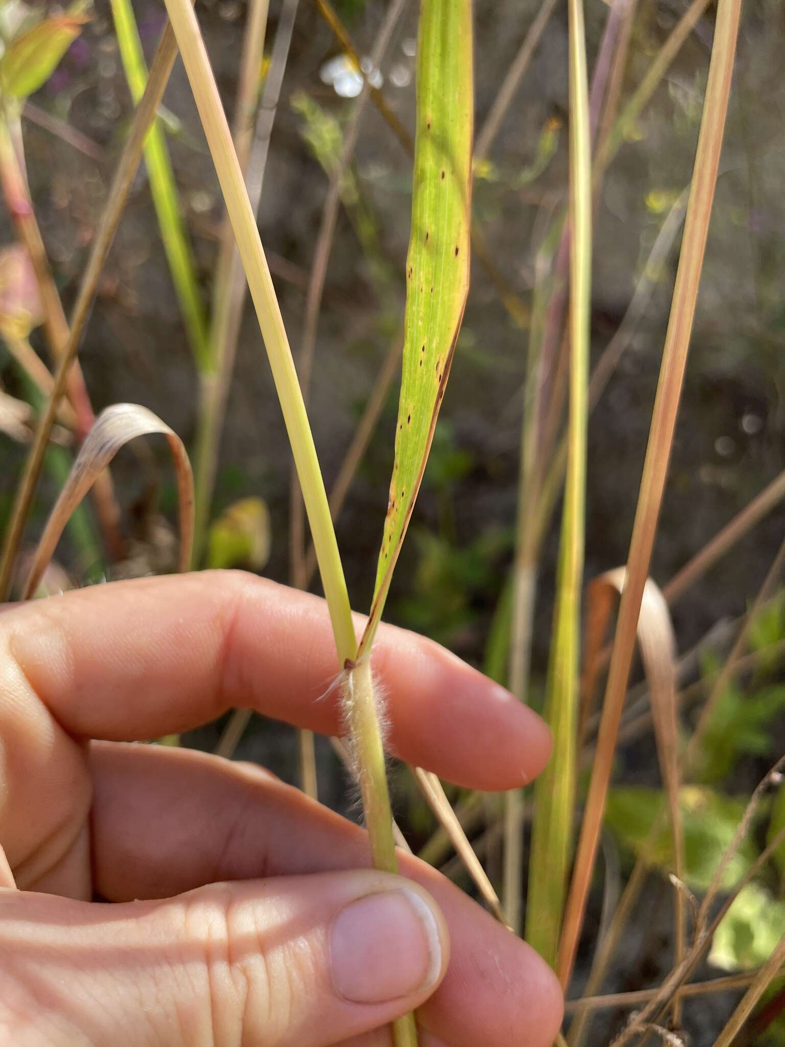 Image of Big-Top Love Grass