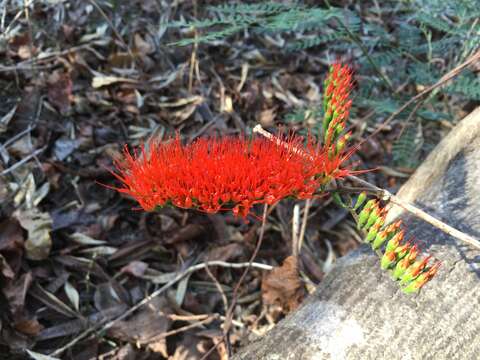 Imagem de Combretum coccineum (Sonn.) Lam.