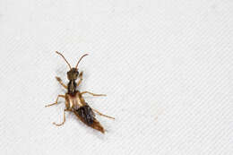 Image of Eucibdelus