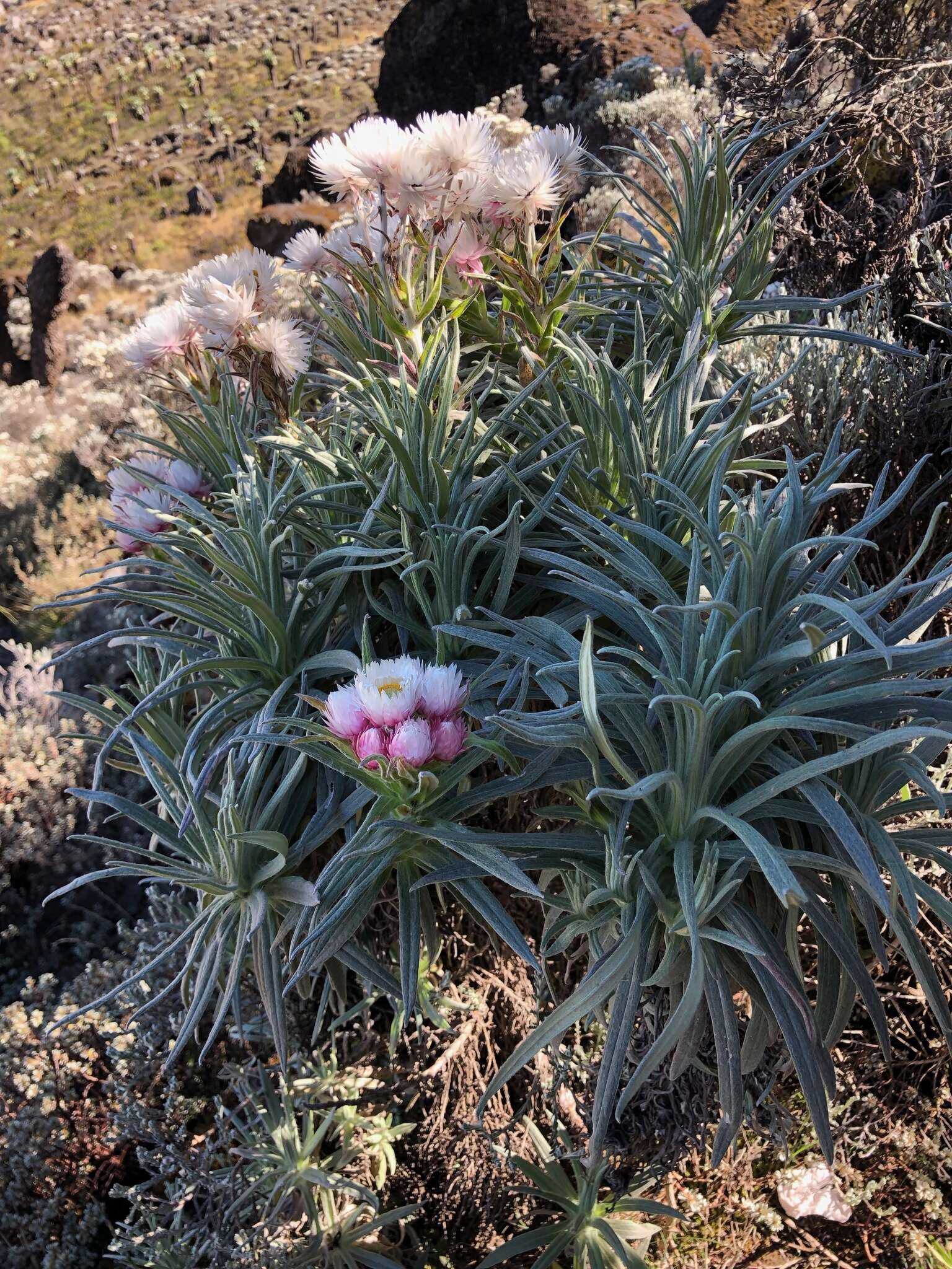 Imagem de Helichrysum formosissimum Sch. Bip.