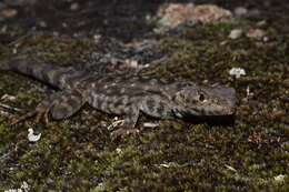 Ctenophorus ornatus (Gray 1845) resmi