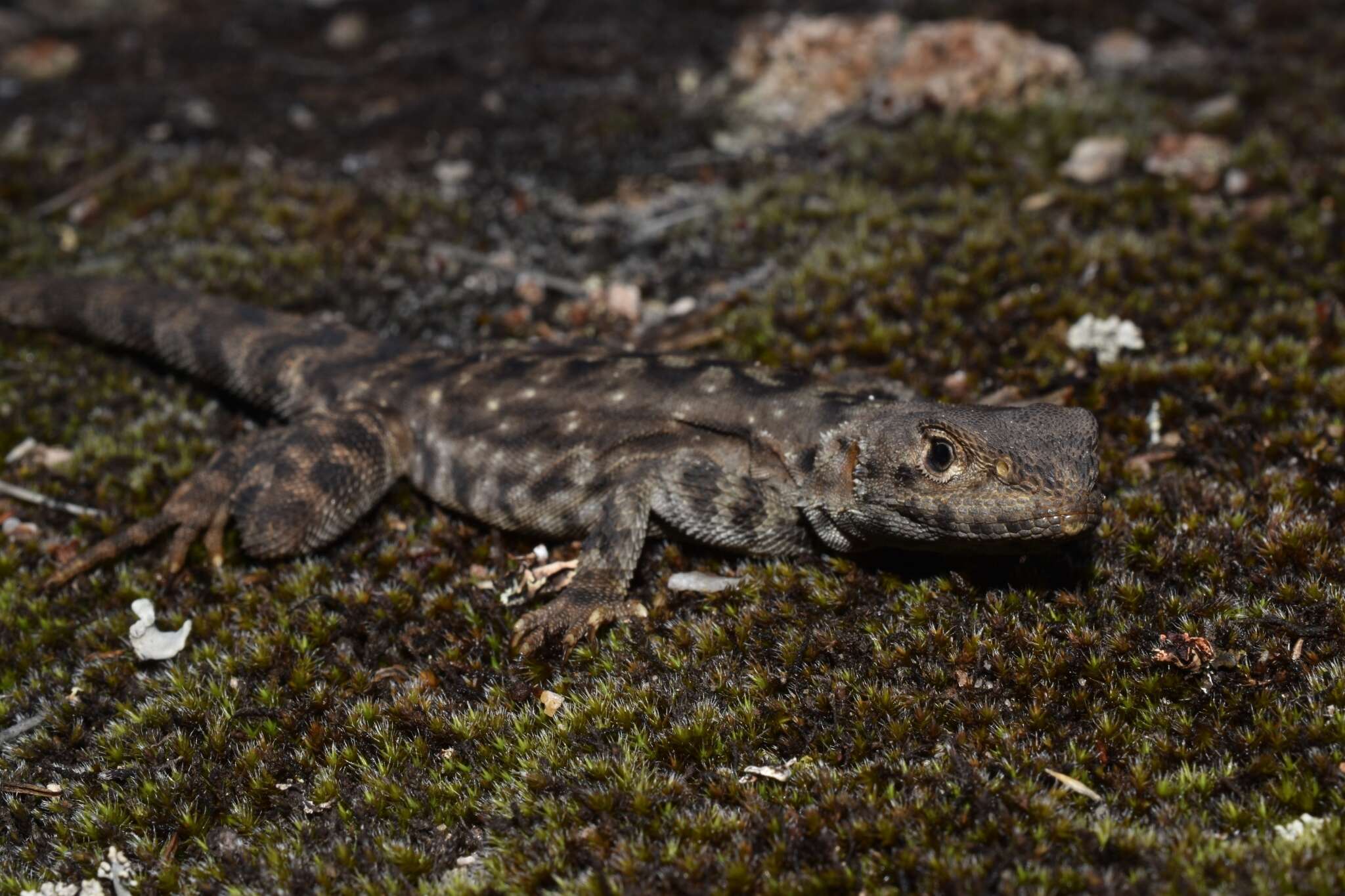 Imagem de Ctenophorus ornatus (Gray 1845)