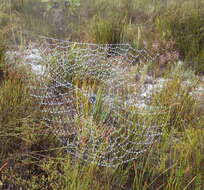 Image of Caerostris corticosa Pocock 1902