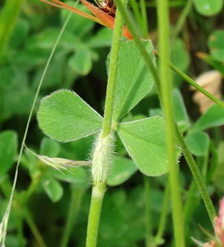 Image of Trifolium incarnatum subsp. molinerii (Hornem.) Syme