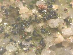 Image of Micareopsis irriguata R. C. Harris & Lendemer 2013