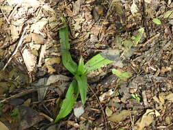 Image of Chloraea membranacea Lindl.