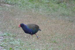 Image of South Island Takahe