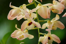 Слика од Dendrobium moschatum (Banks) Sw.