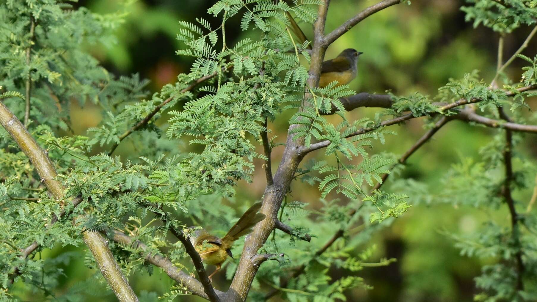 Prinia flaviventris (Delessert 1840) resmi