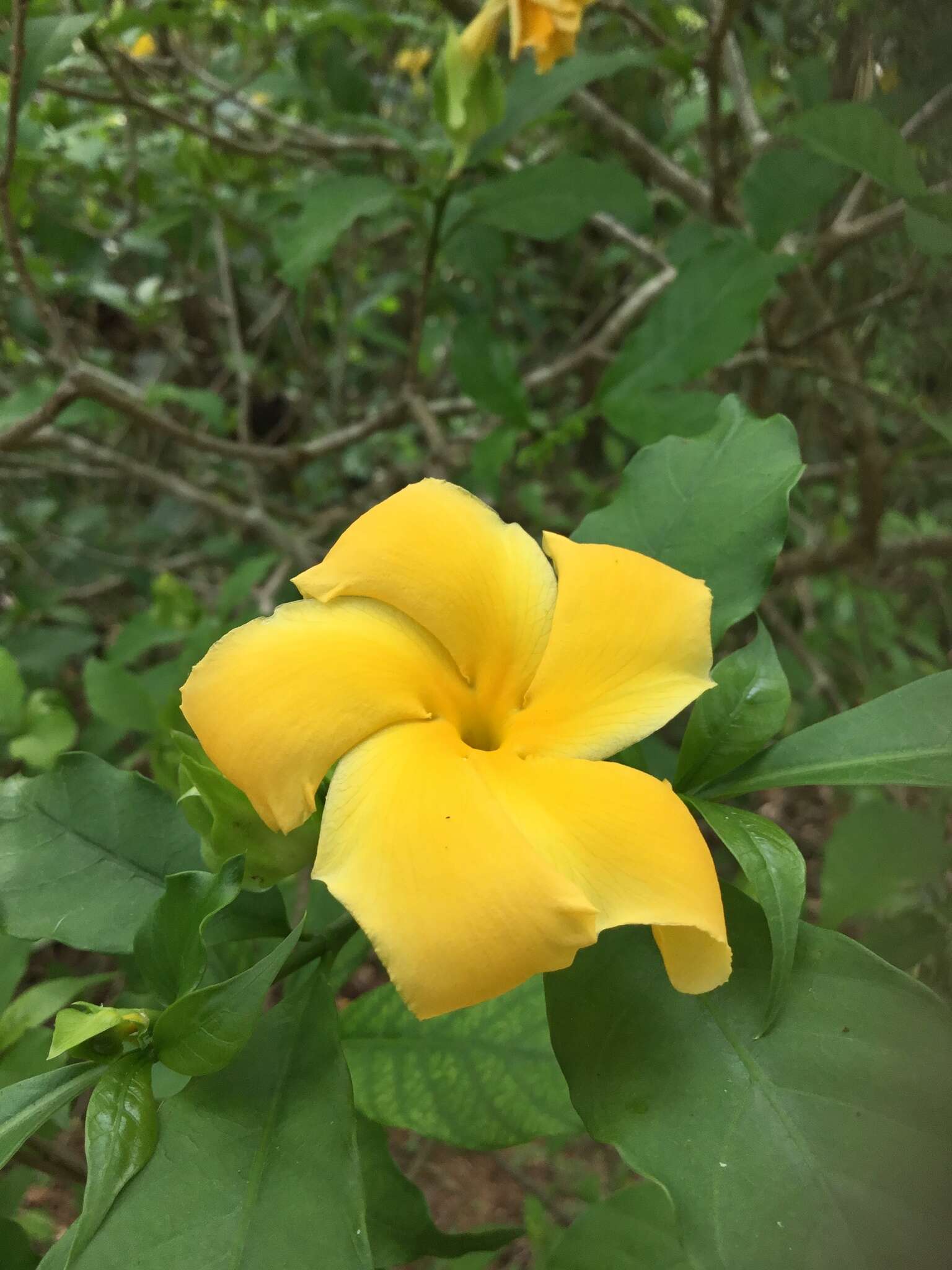 Plancia ëd Tabernaemontana grandiflora Jacq.