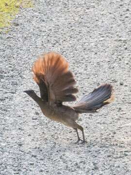 Image of Gray-headed Chachalaca