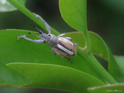 Image of Naupactus glaucus Perty 1832