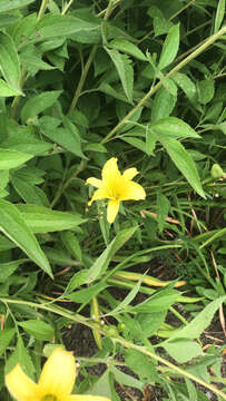 Image of lemon day-lily