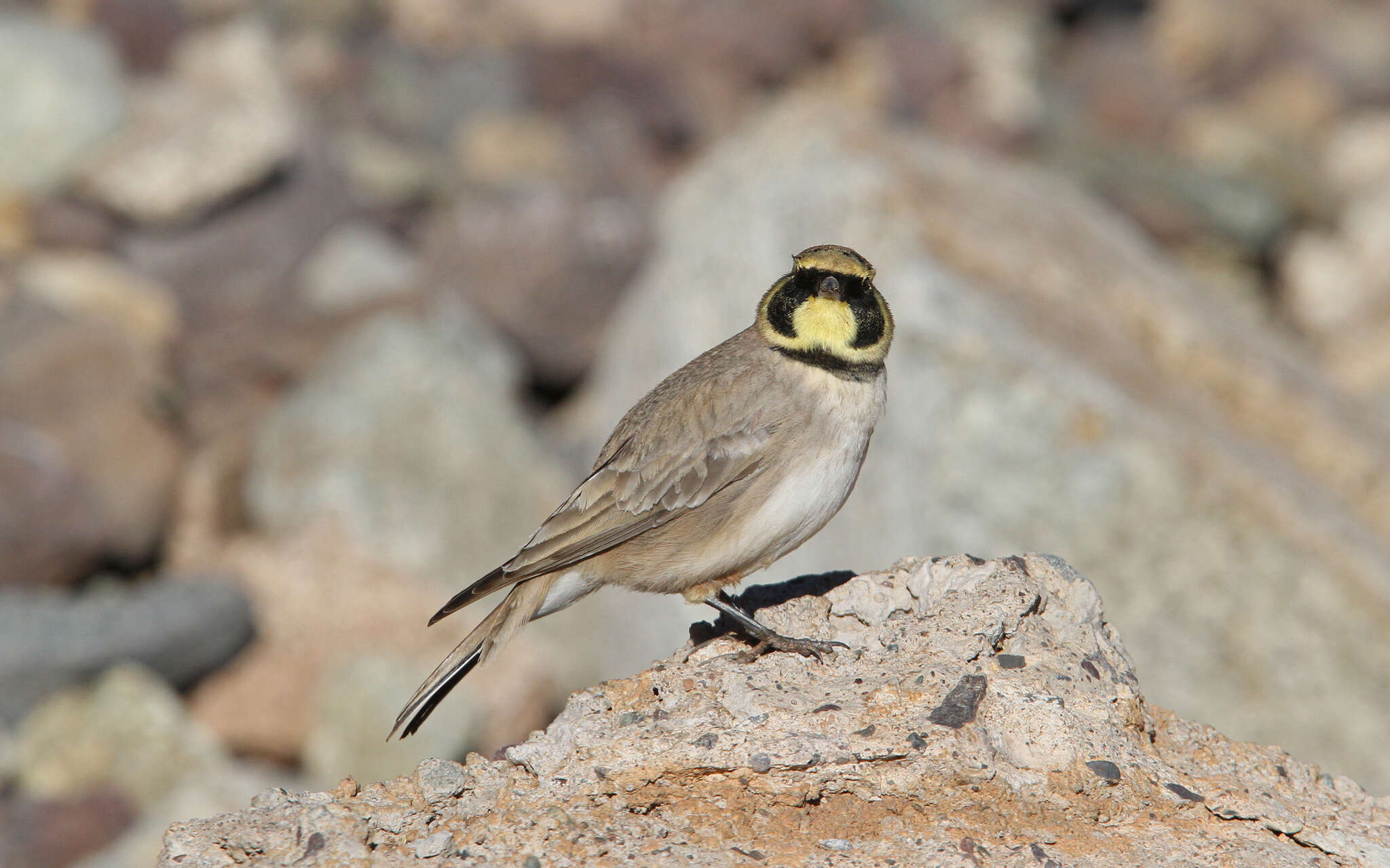 صورة Eremophila alpestris atlas (Whitaker 1898)