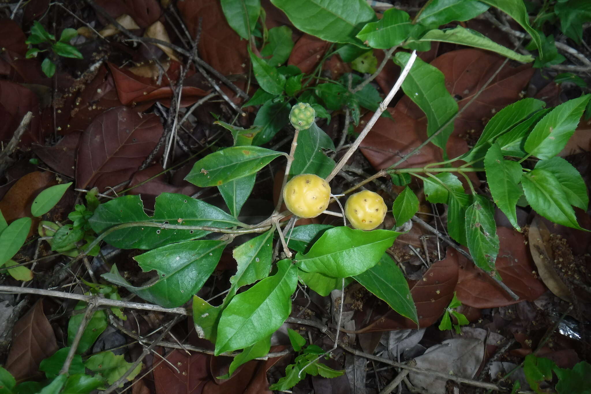 Image de Morinda royoc L.