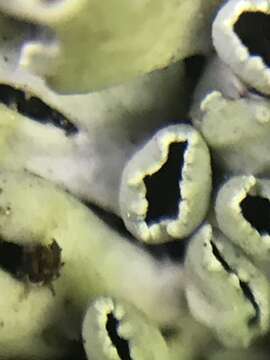 Image of shield lichen