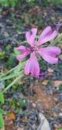 Image of Malva olbia (L.) Alef.