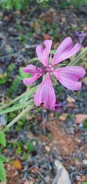 صورة Malva olbia (L.) Alef.