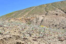 Image de Eriogonum vestitum Howell