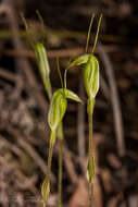 Image of Pterostylis pyramidalis Lindl.