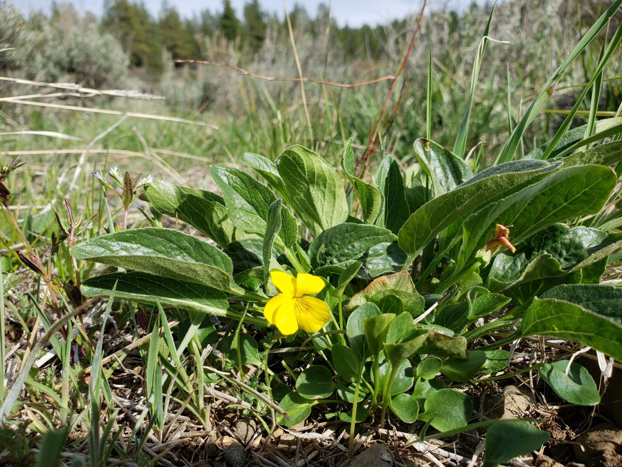 Image of Baker's violet