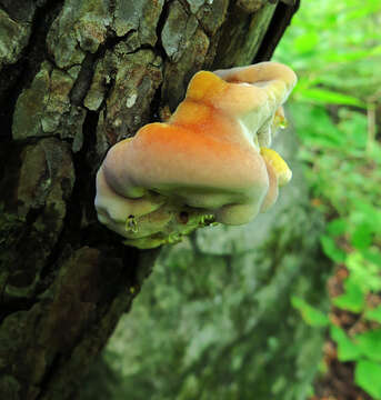 Image de Polypore hérissé