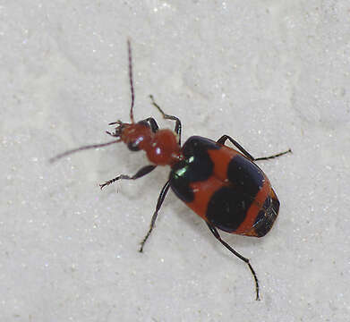 Image of Lebia (Lebia) bitaeniata Chevrolat 1834