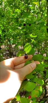 Image of maidenberry