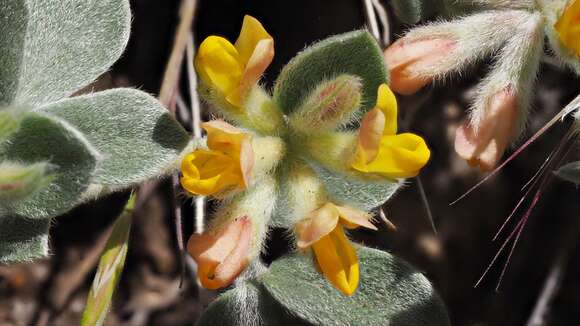 Image de <i>Acmispon argophyllus</i>