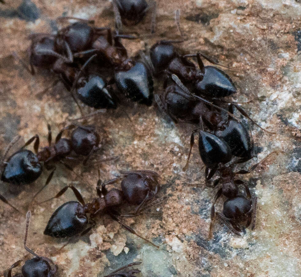 Image of Crematogaster coarctata Mayr 1870