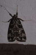 Image of Paracymoriza olivalis