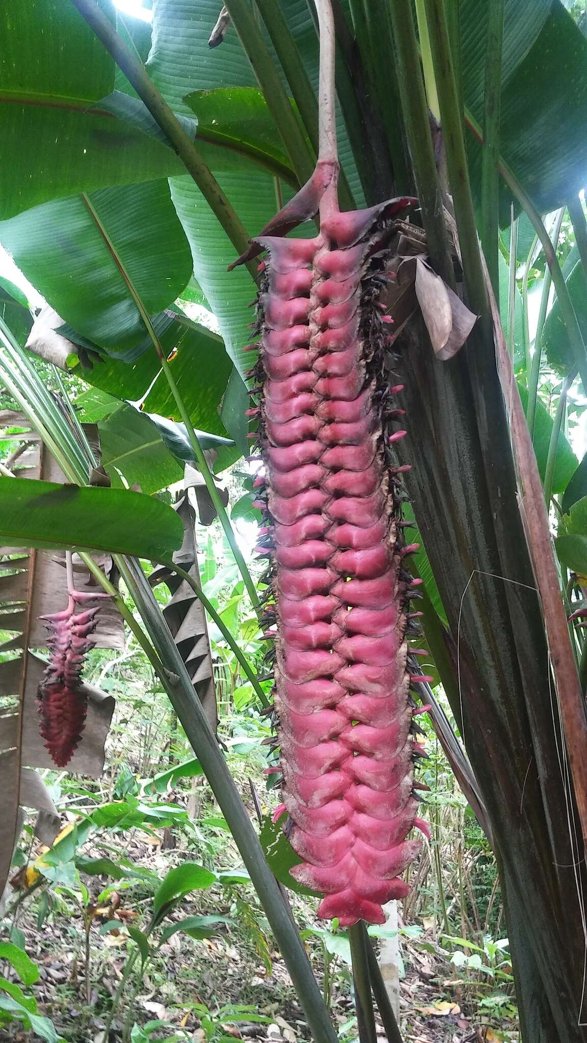 صورة Heliconia mariae Hook. fil.