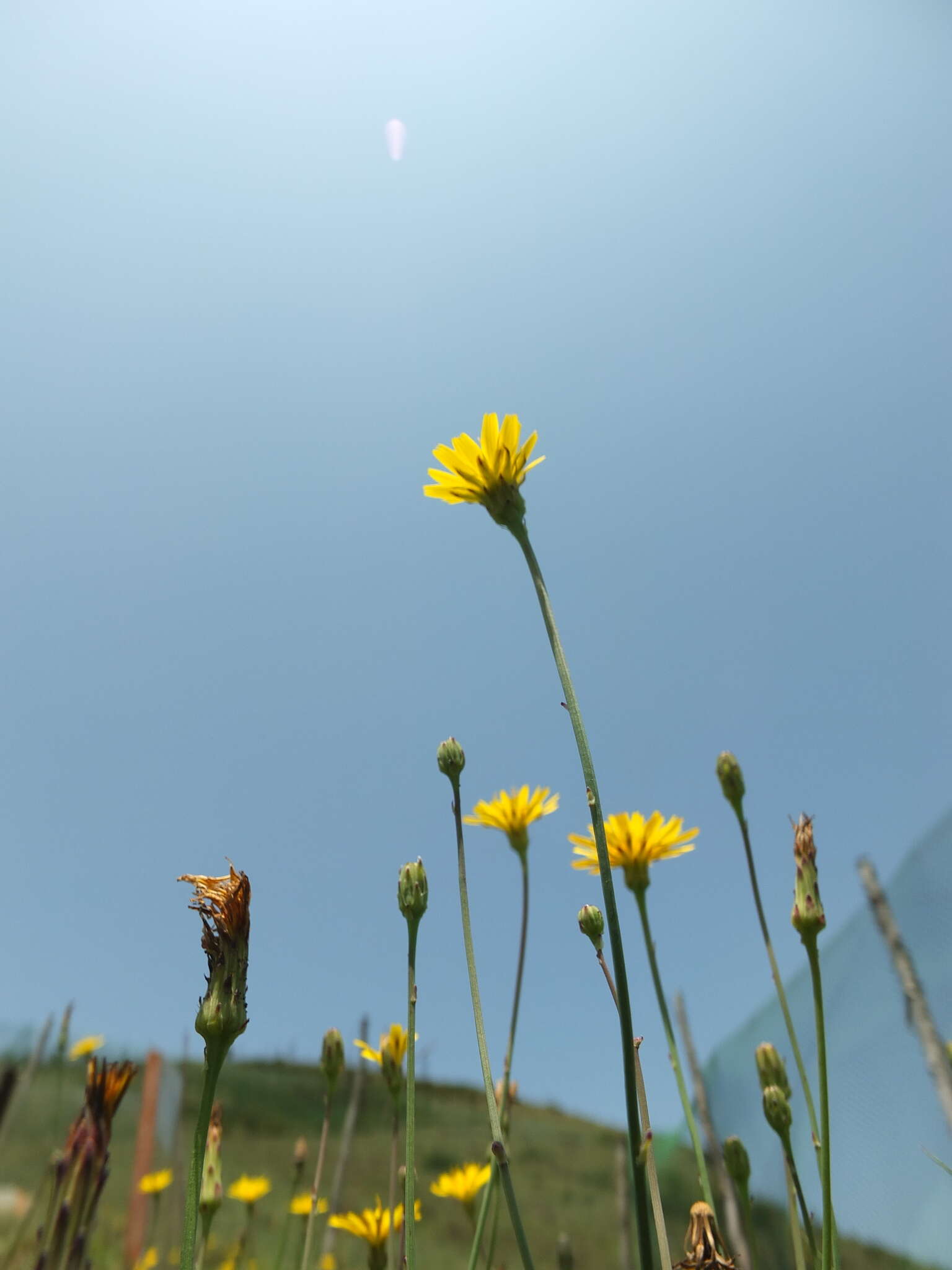 Слика од Taraxacum japonicum Koidz.