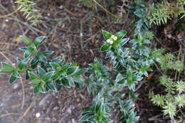 Image of Pimelea pseudolyallii Allan