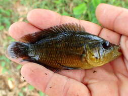 Image of Monarch Cichlid