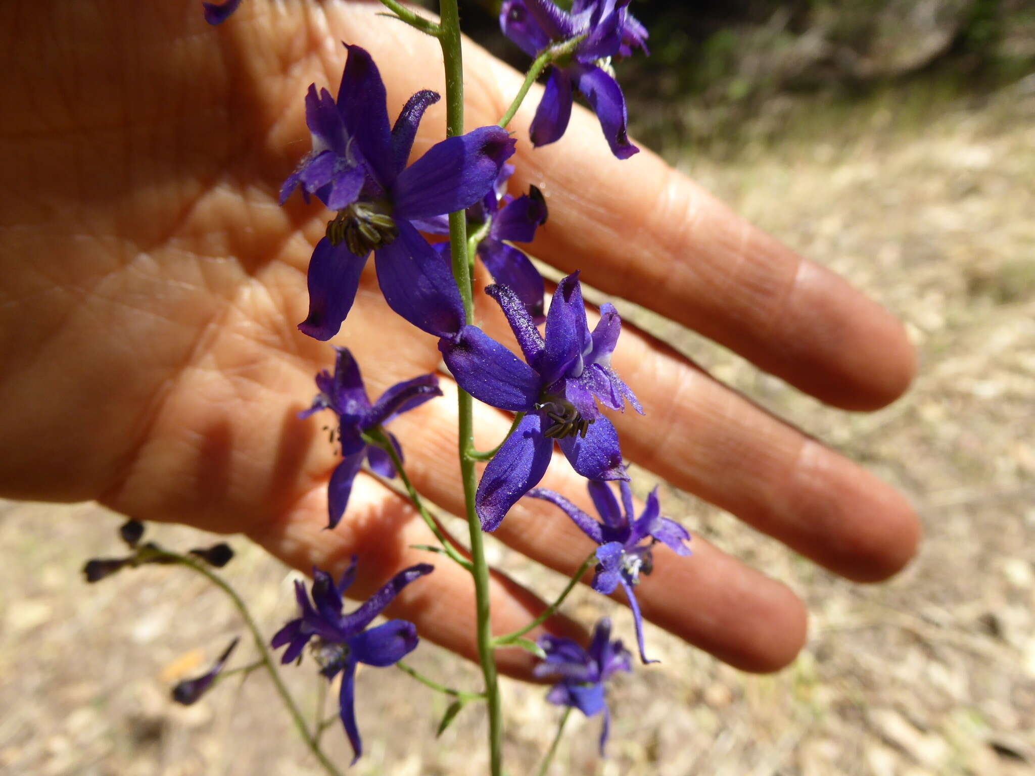 Image of zigzag larkspur