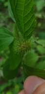 Image de Acalypha alopecuroidea Jacq.