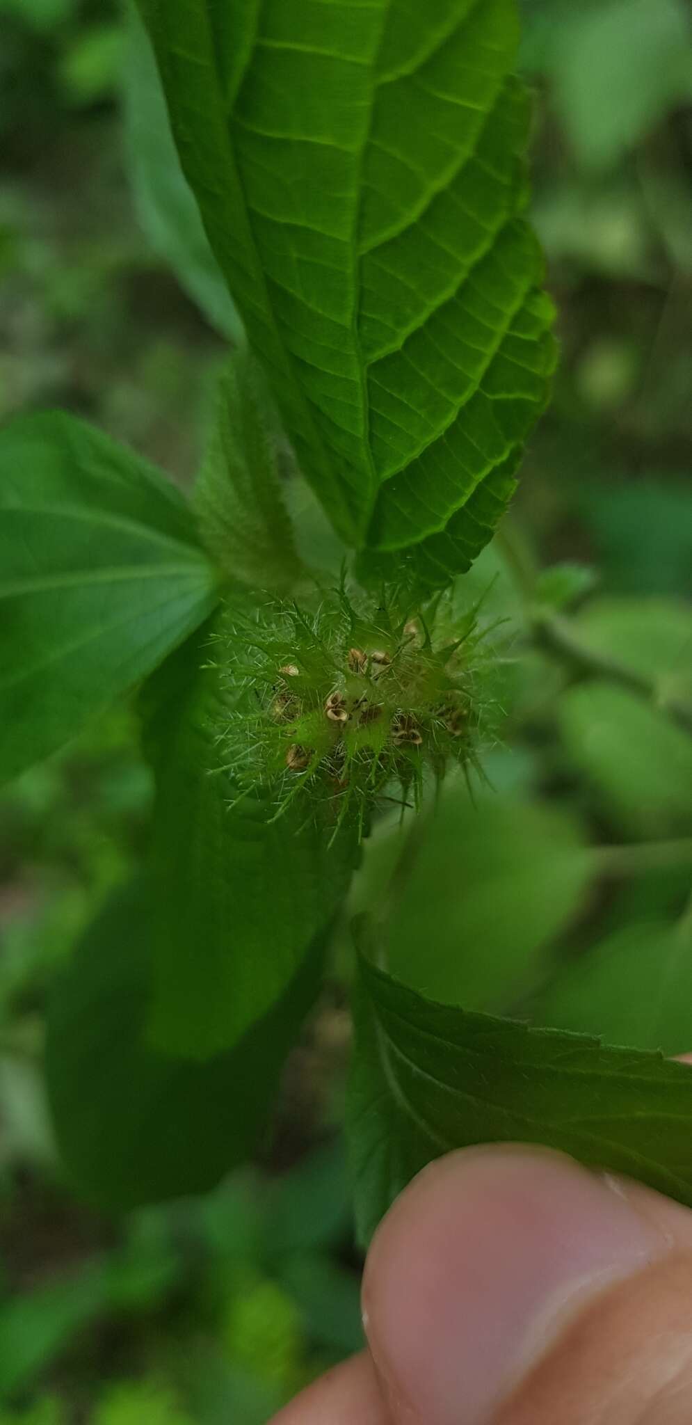 Image de Acalypha alopecuroidea Jacq.