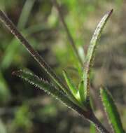 Слика од Silene aethiopica subsp. aethiopica