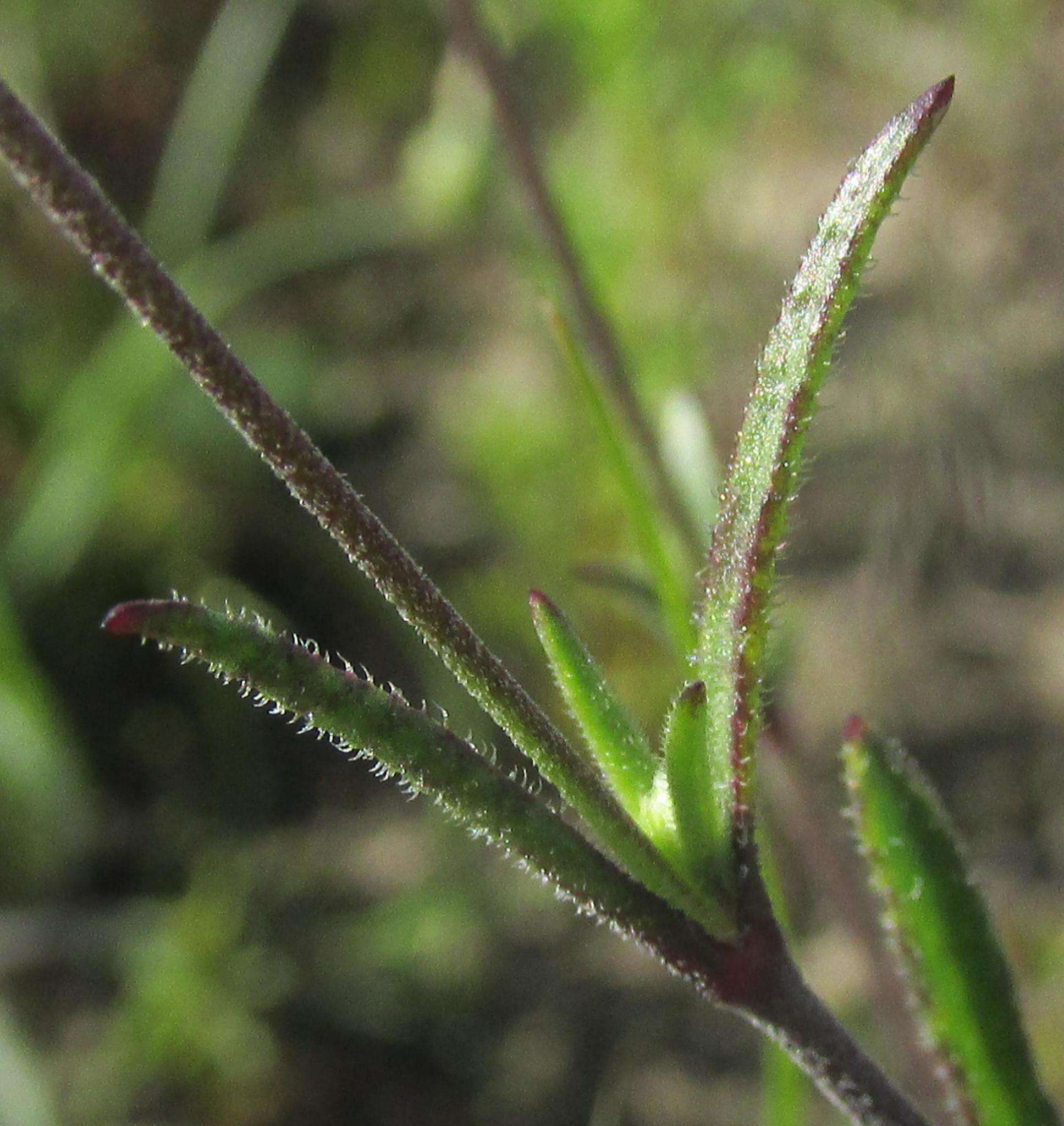 Слика од Silene aethiopica subsp. aethiopica