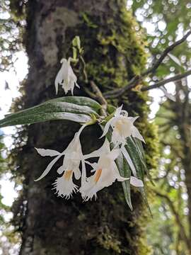 Imagem de Dendrobium longicornu Lindl.