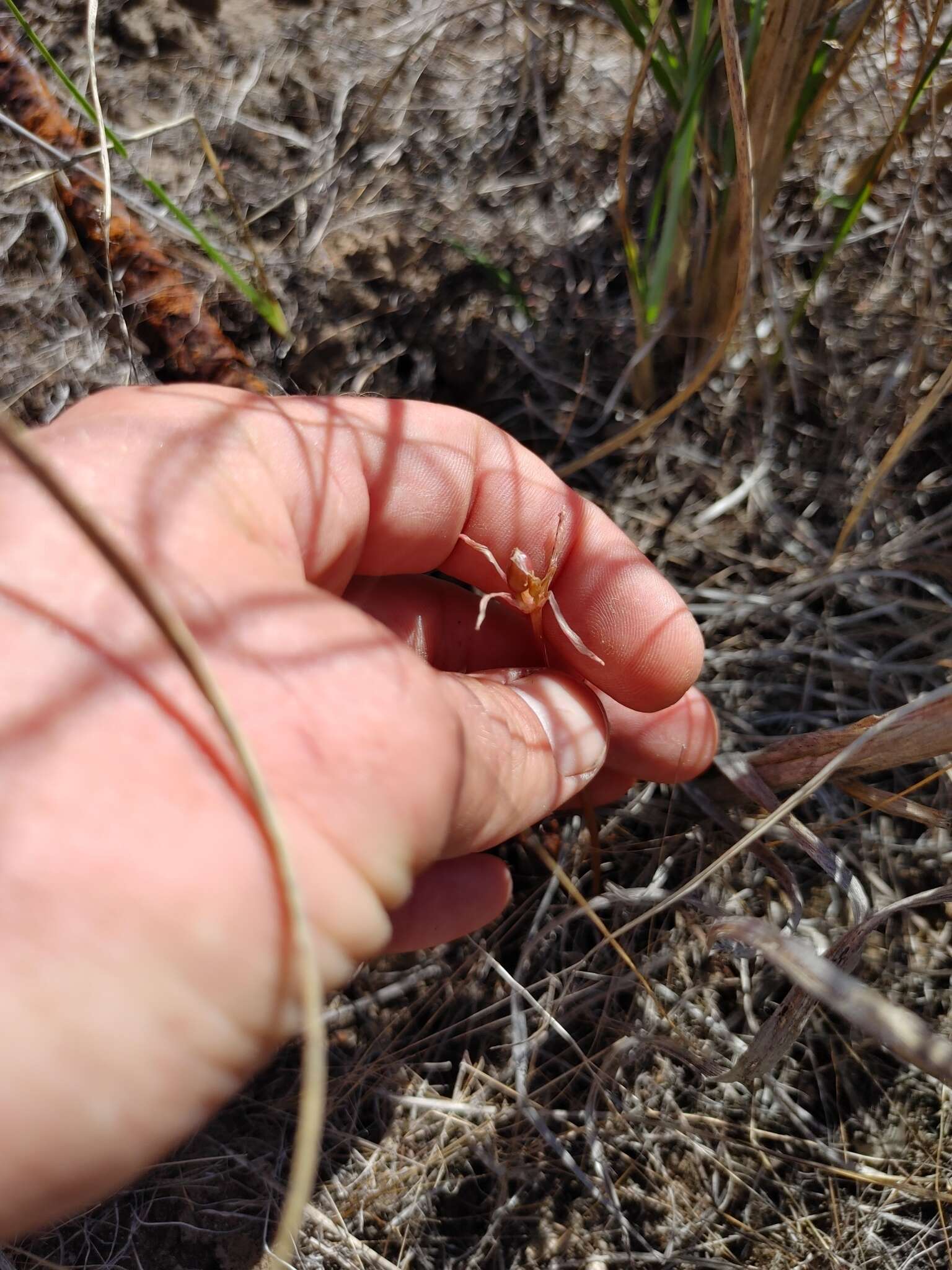 Imagem de Haemanthus pumilio Jacq.