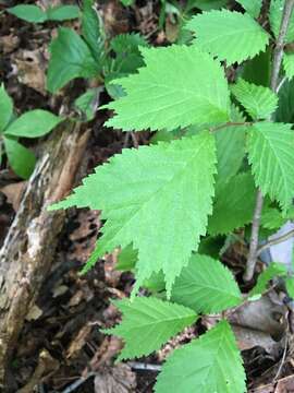 Image of Ulmus laciniata (Trautv.) Mayr