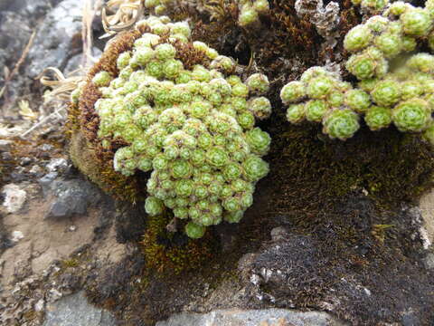 Image of Draba aretioides Kunth