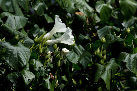 Слика од Ipomoea shupangensis Baker