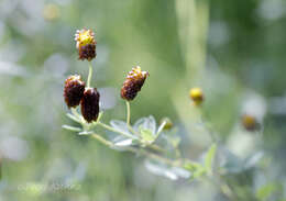 Image de Trifolium spadiceum L.