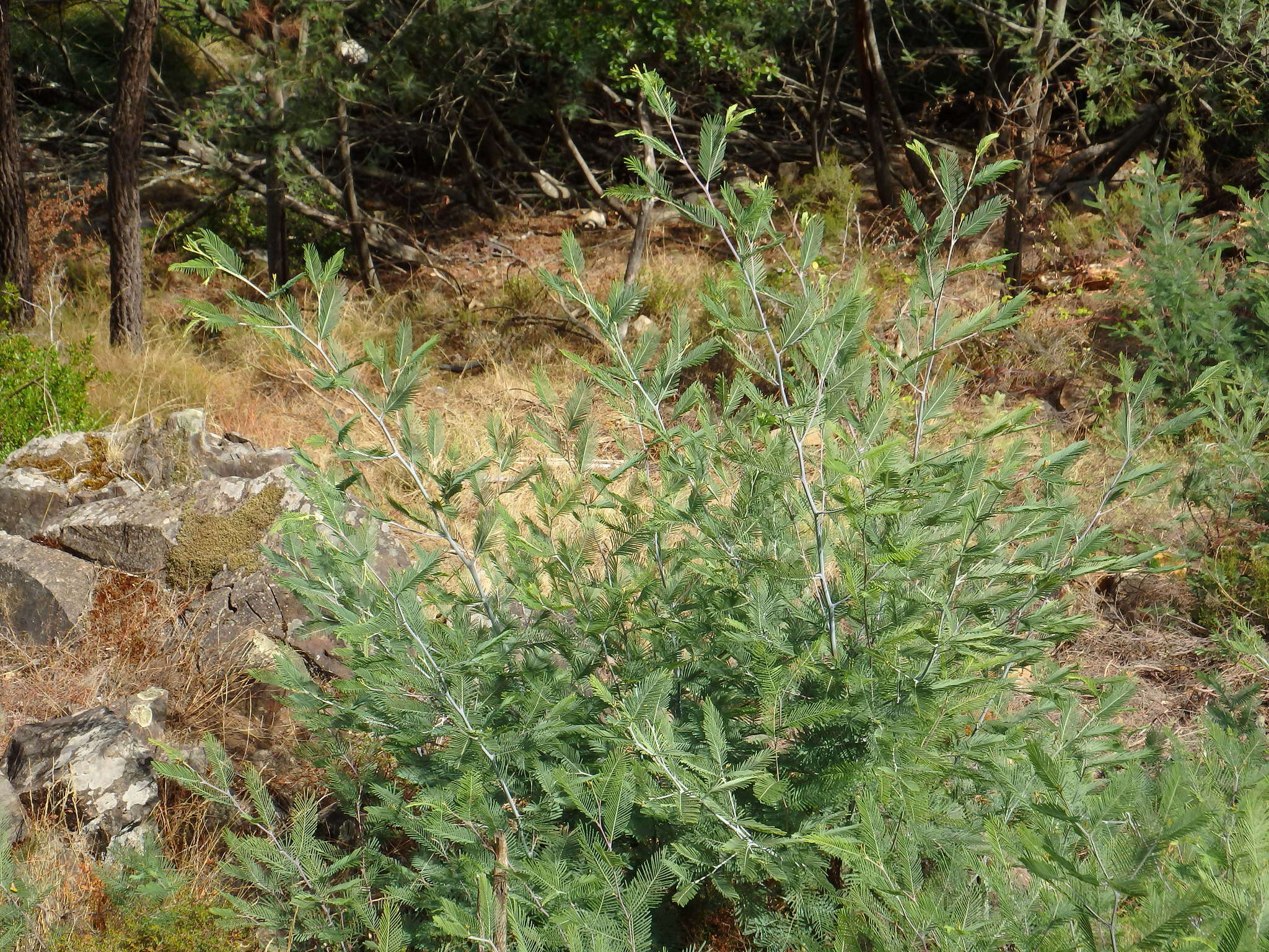 Image of Silver Wattle