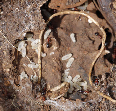 Image of <i>Camponotus ruber</i>