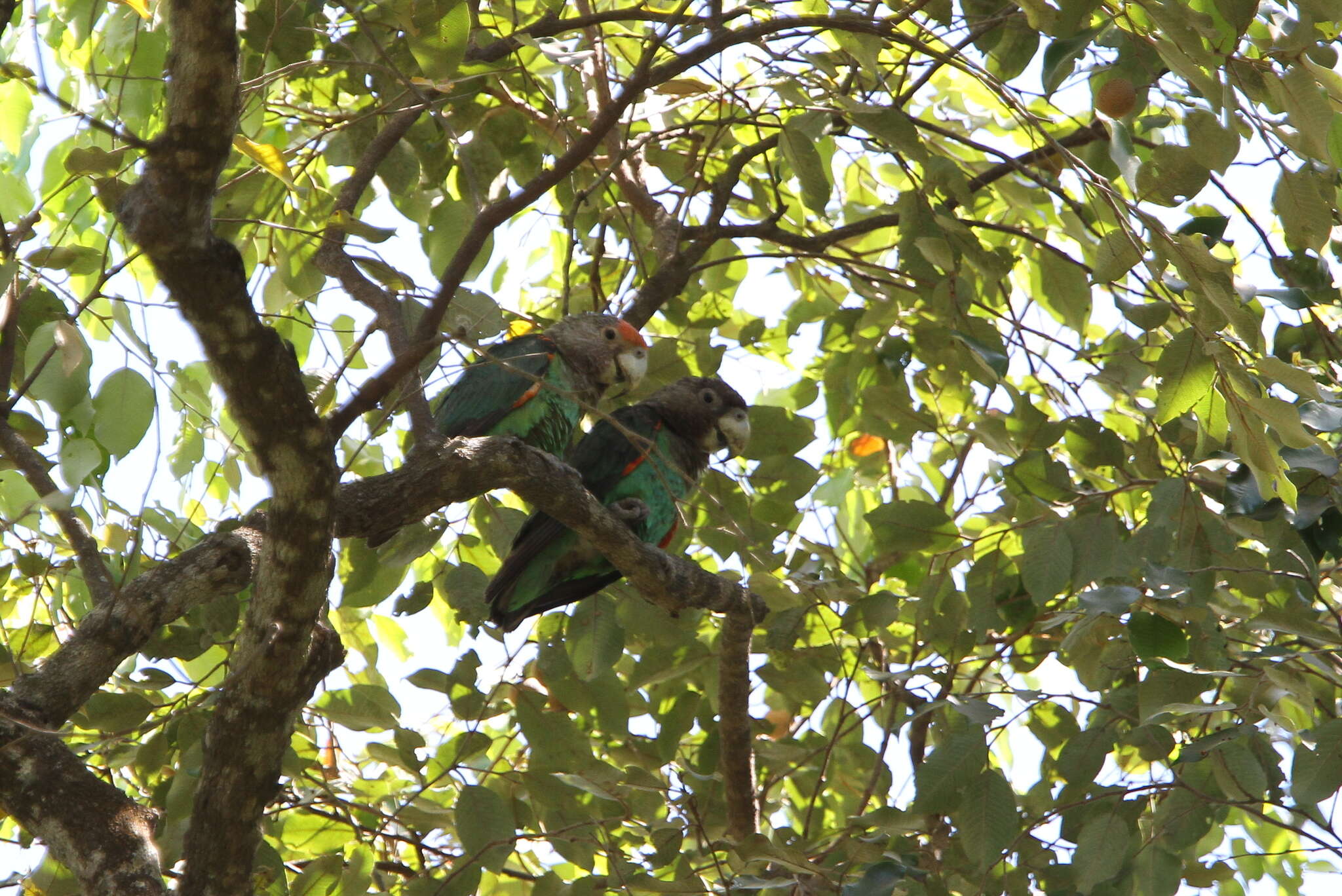 Image of Brown-necked Parrot